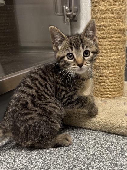 Dawn, Baby Female Domestic Short Hair