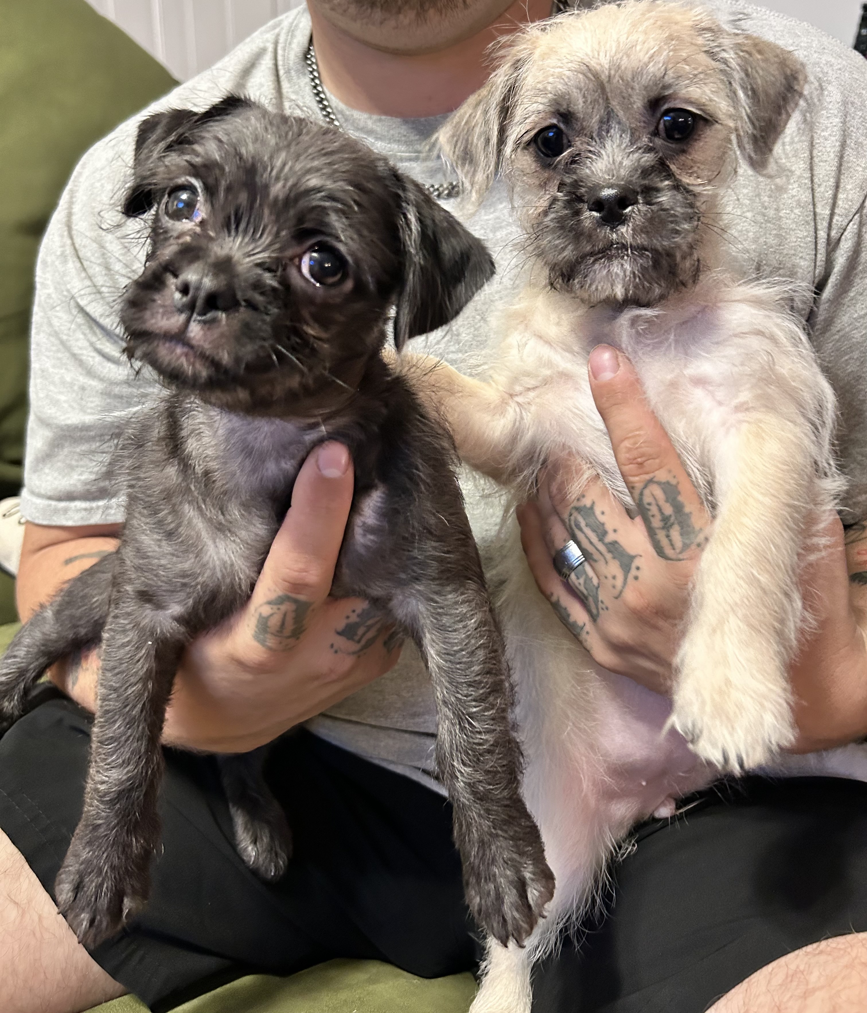 Dog for adoption Morticia, a Pug Mix in Staten Island , NY Petfinder