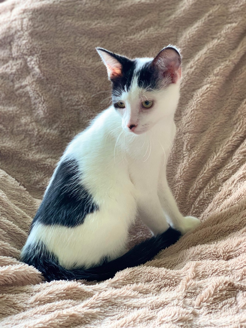 Othello, Adopted, Kitten Male Domestic Short Hair.