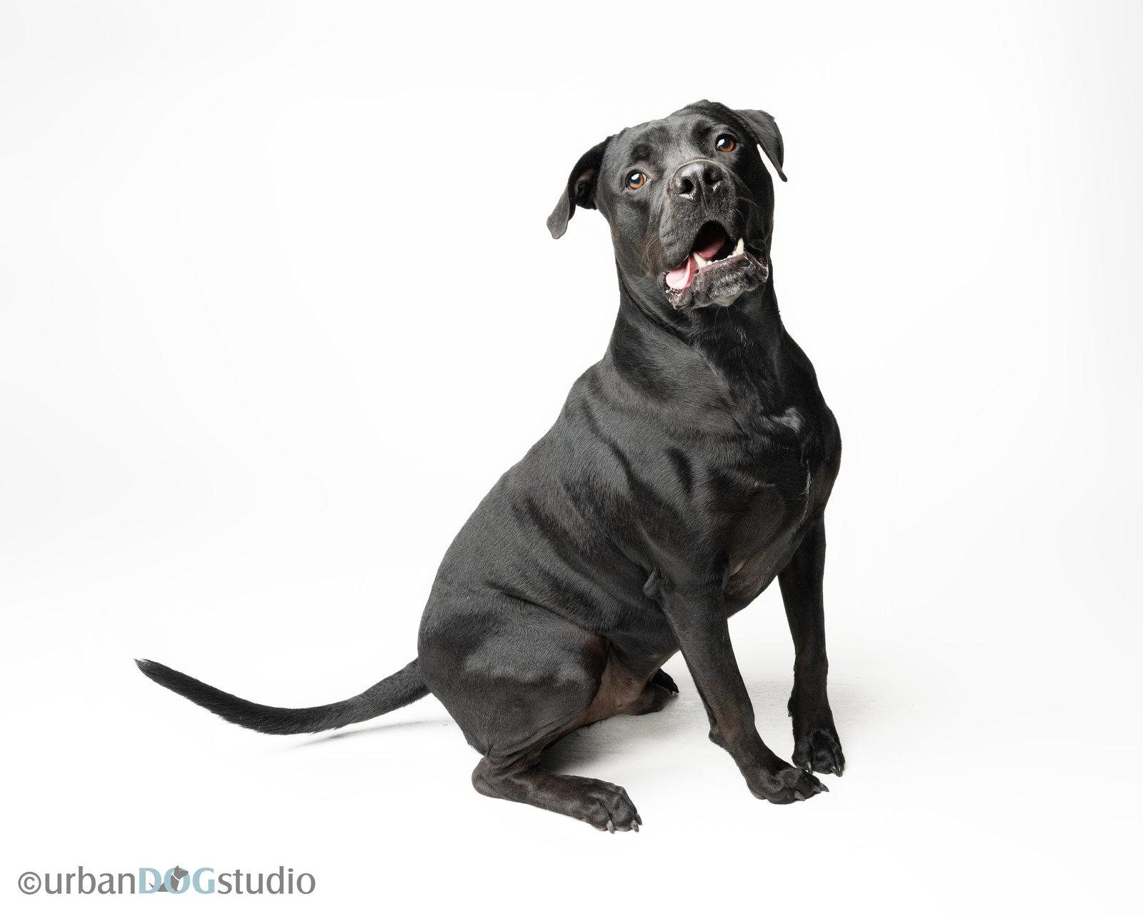 Enlarge Doolie - M, a Adoptable mixed breed in Tampa, FL image 2/3