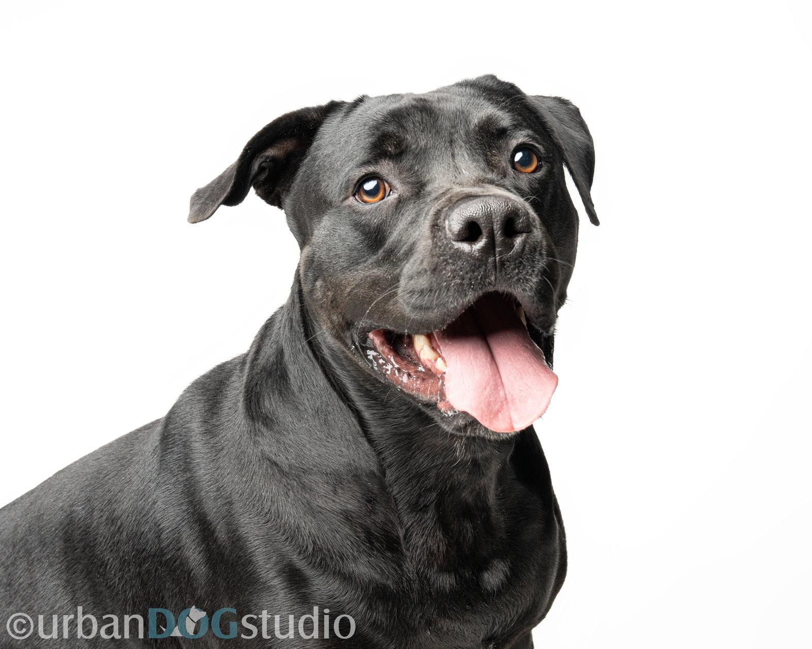 Enlarge Doolie - M, a Adoptable mixed breed in Tampa, FL image 3/3