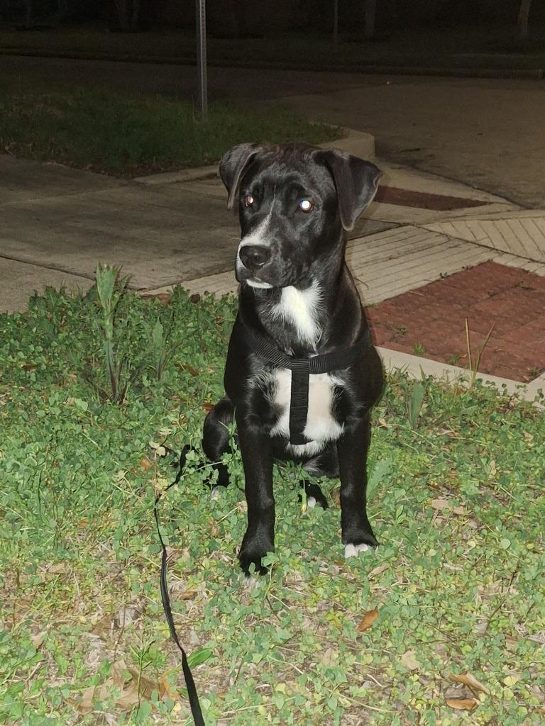 Shira, Adoptable, Young Female Labrador Retriever & Mixed Breed.