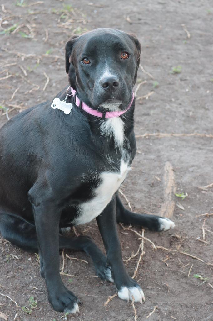 Shira, a Adoptable mixed breed in Spring, TX image 1/6