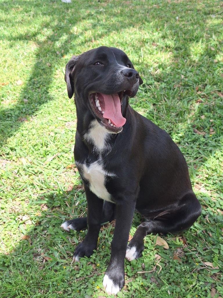 Shira, a Adoptable mixed breed in Spring, TX image 3/6