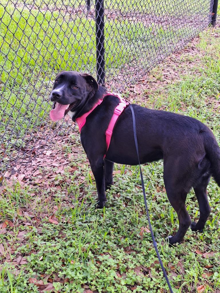 Enlarge Shira, a Adoptable mixed breed in Spring, TX image 3/6