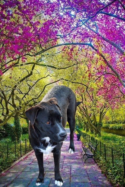 Enlarge Shira, a Adoptable mixed breed in Spring, TX image 4/6