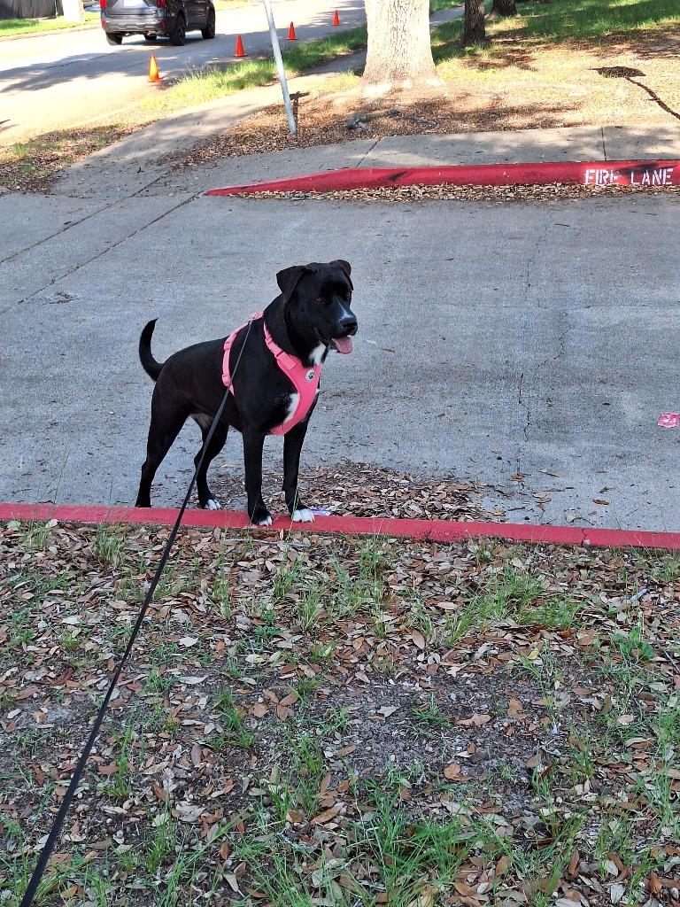 Shira, a Adoptable mixed breed in Spring, TX image 5/6