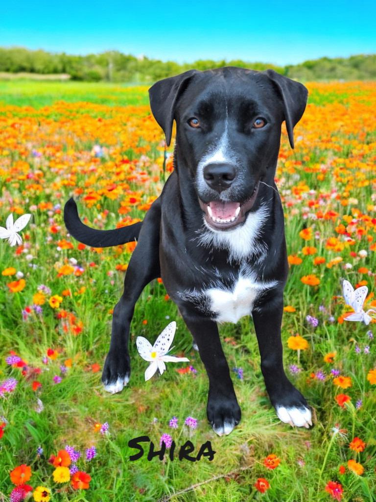 Enlarge Shira, a Adoptable mixed breed in Spring, TX image 6/6