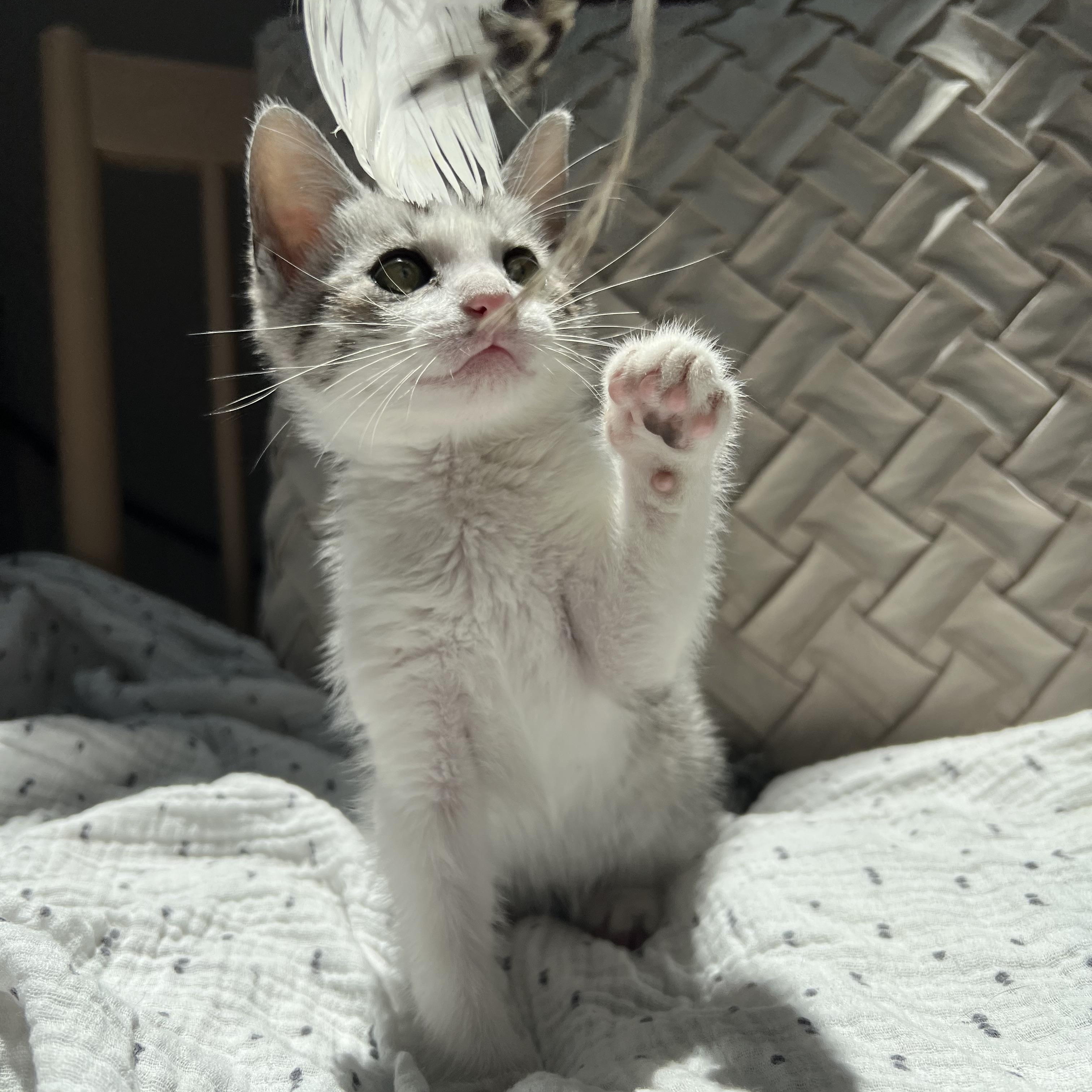 Enlarge Prince Aladdin, a ADOPTABLE Domestic Short Hair in Santa Monica, CA image 3/4