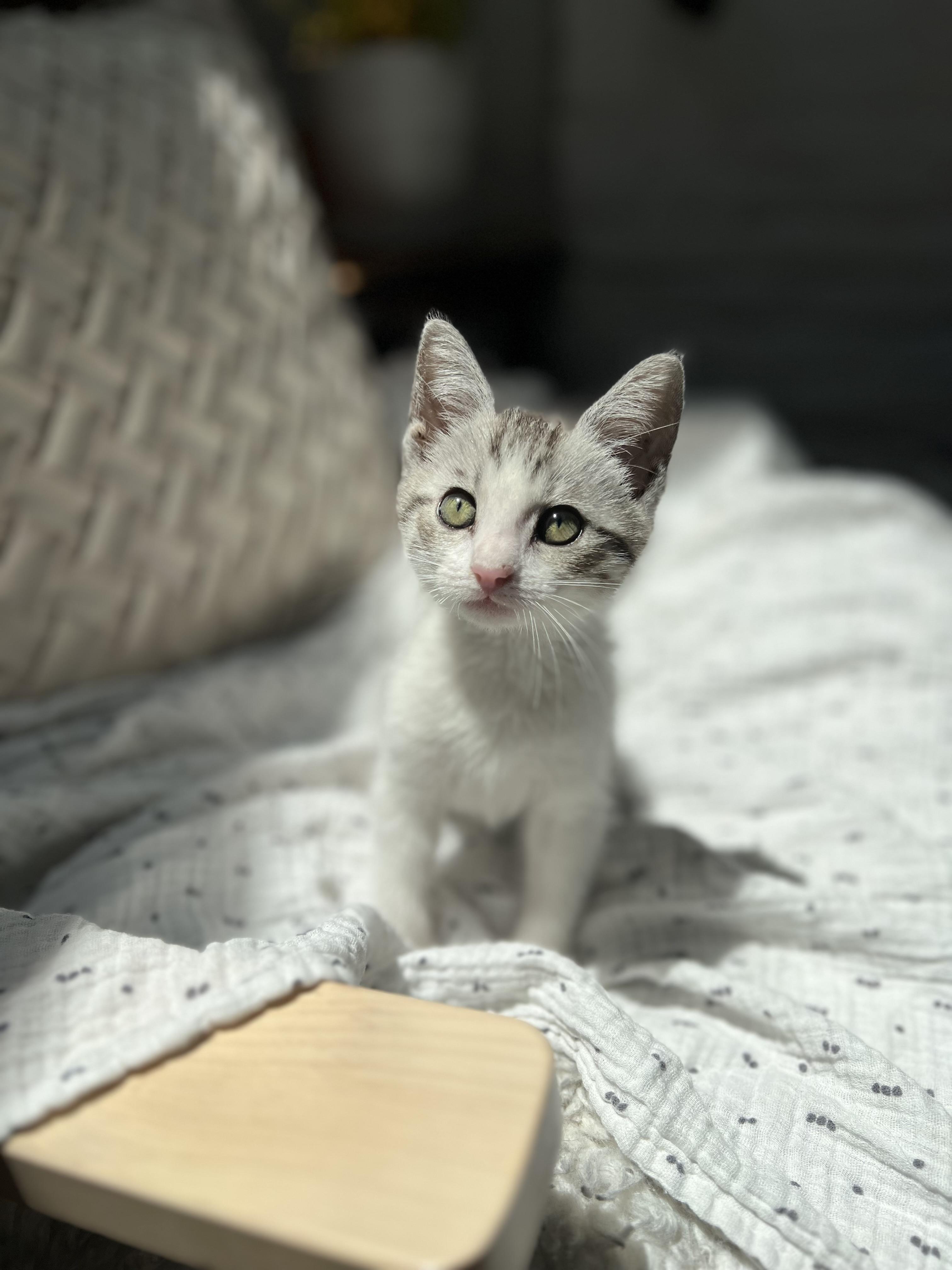Prince Aladdin, ADOPTABLE, Kitten Male Domestic Short Hair.