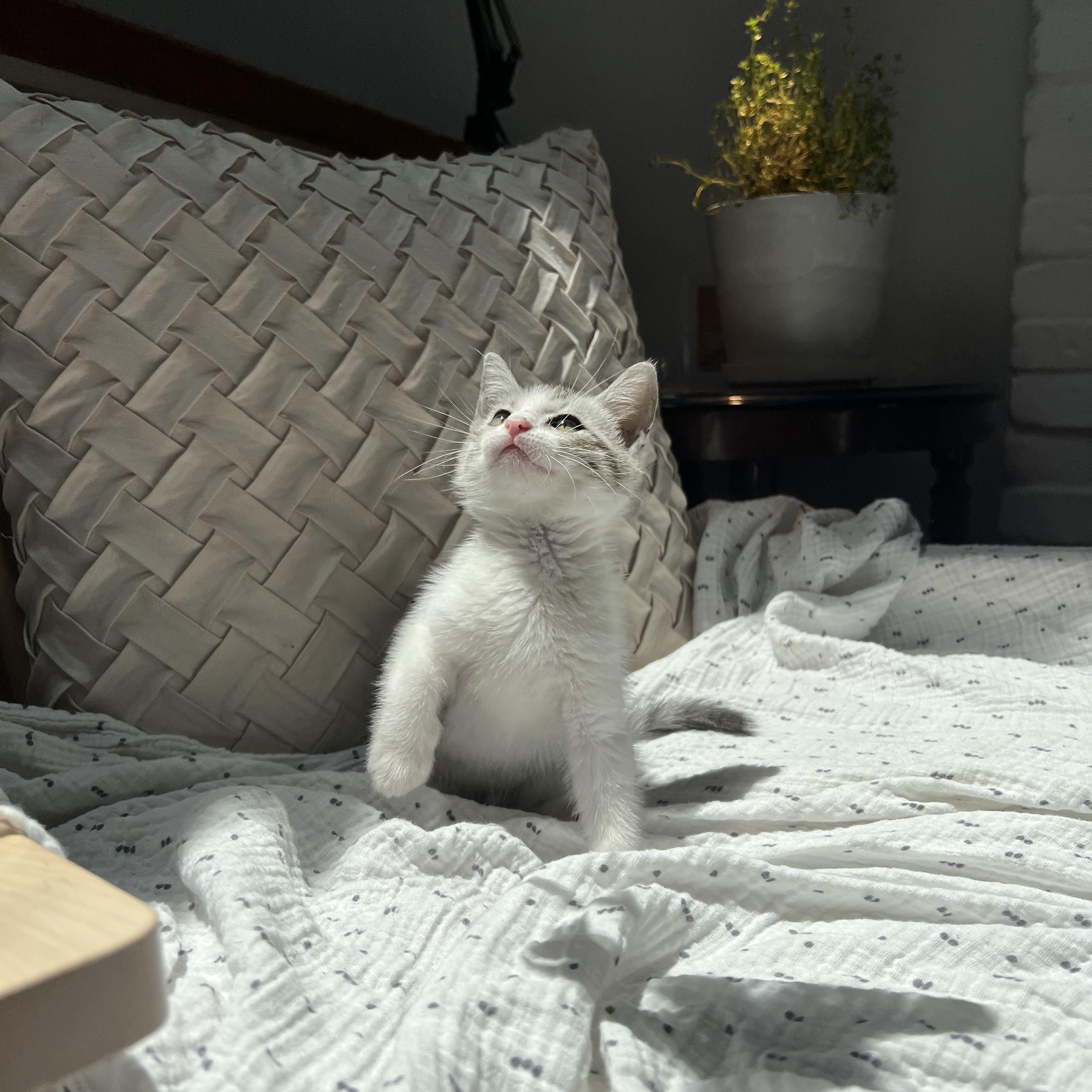 Enlarge Prince Aladdin, a ADOPTABLE Domestic Short Hair in Santa Monica, CA image 2/4