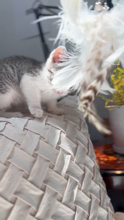 Enlarge Prince Aladdin, a ADOPTABLE Domestic Short Hair in Santa Monica, CA video 4/4