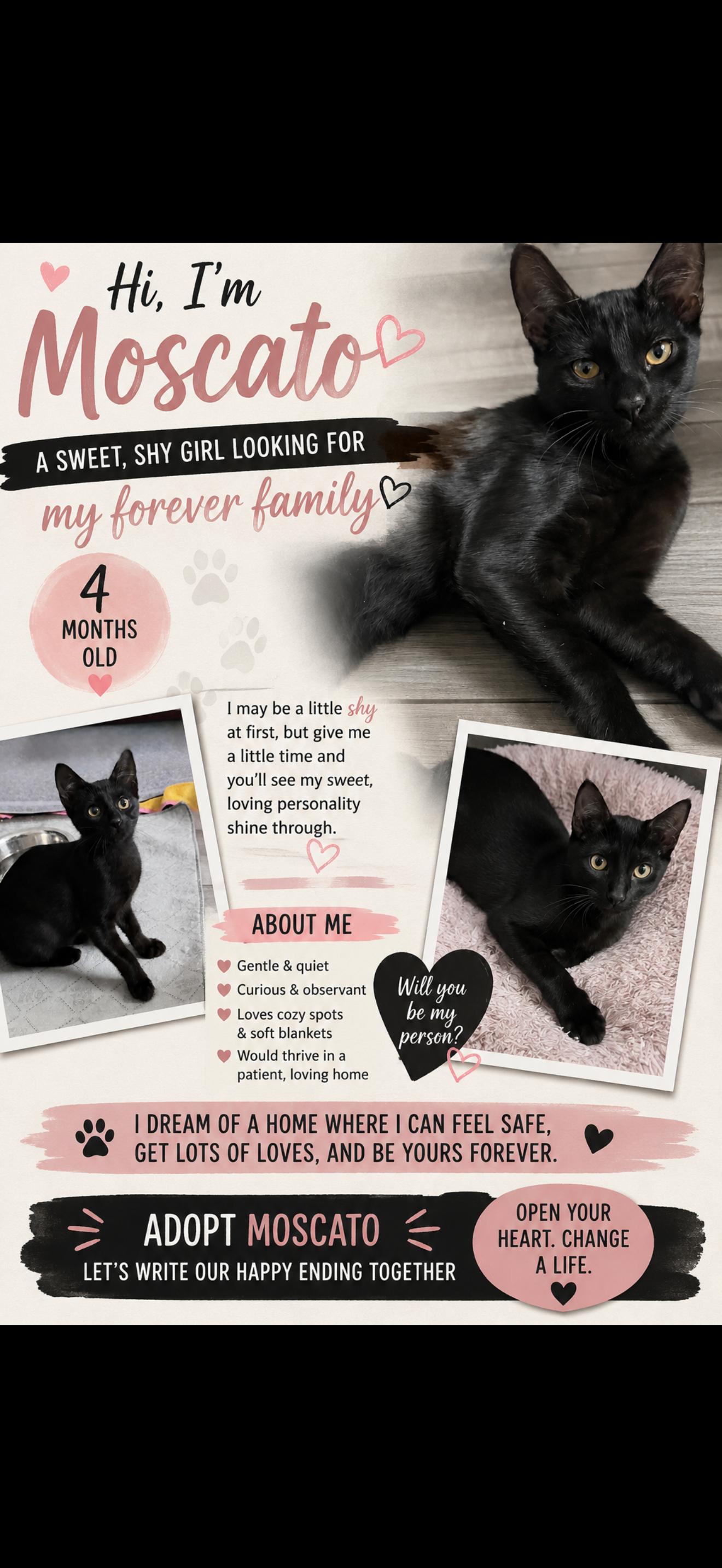 Moscato, an adopted Domestic Short Hair in Beaufort, SC image 1/5