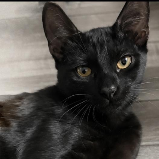 Moscato, an adopted Domestic Short Hair in Beaufort, SC image 3/5