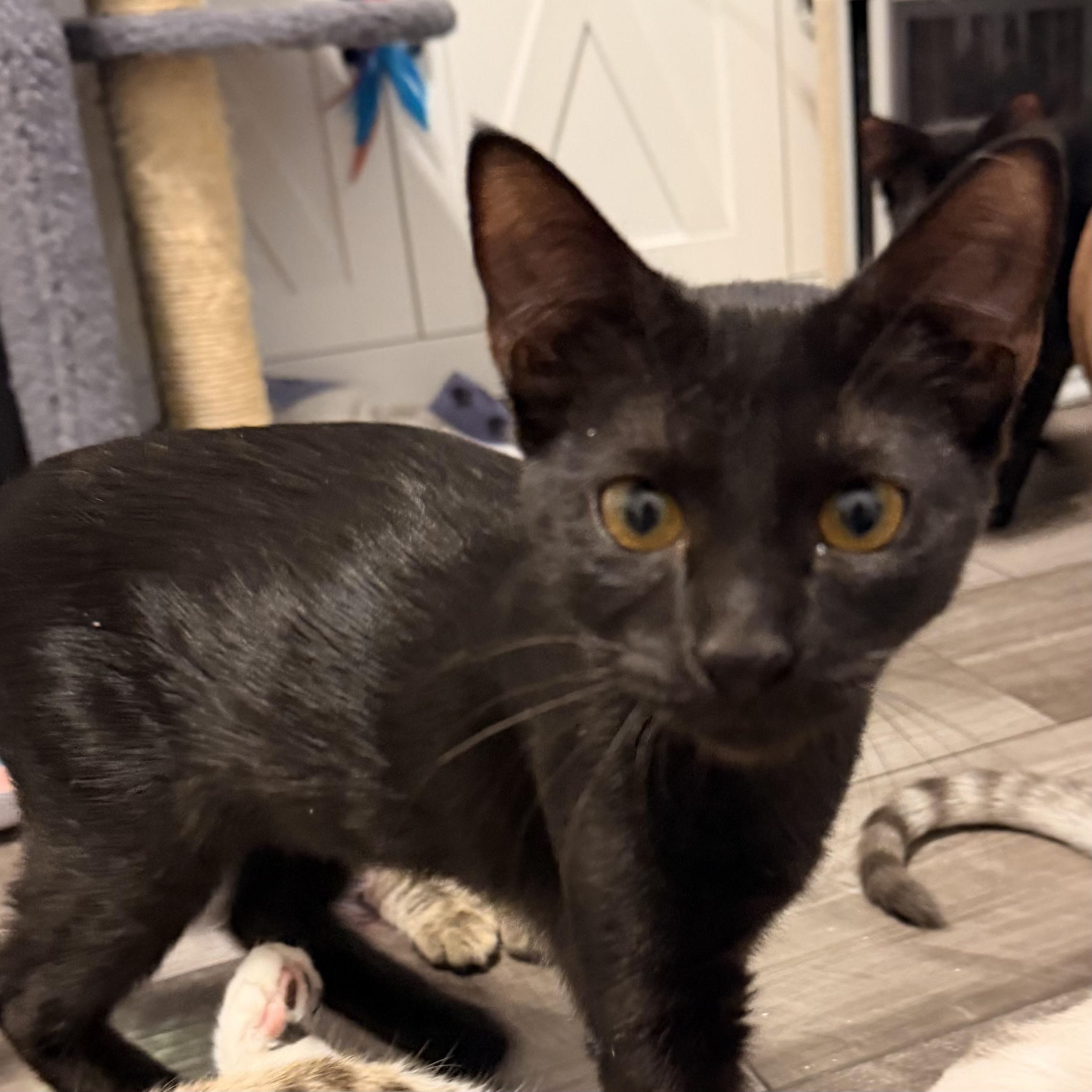Moscato, an adopted Domestic Short Hair in Beaufort, SC image 5/5