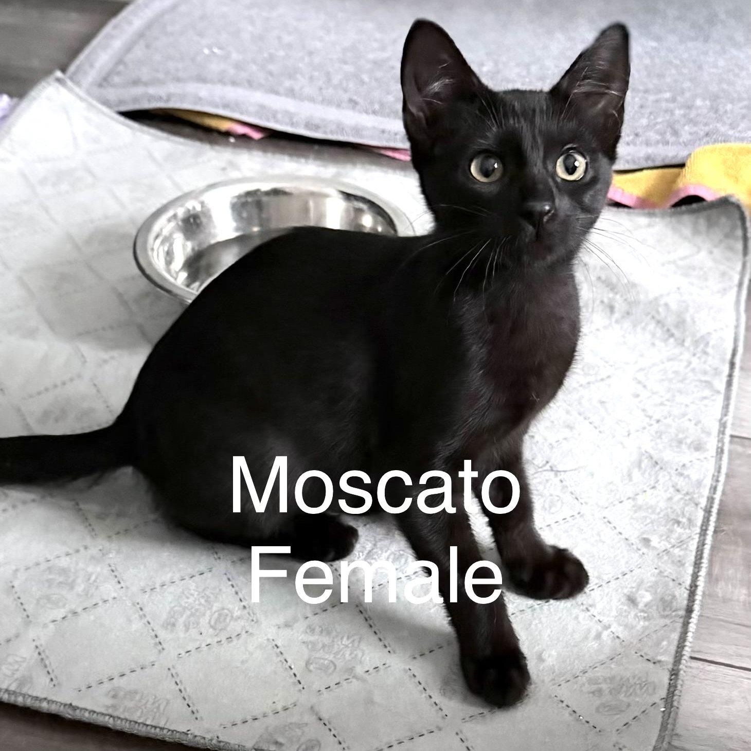Moscato, an adopted Domestic Short Hair in Beaufort, SC image 2/5