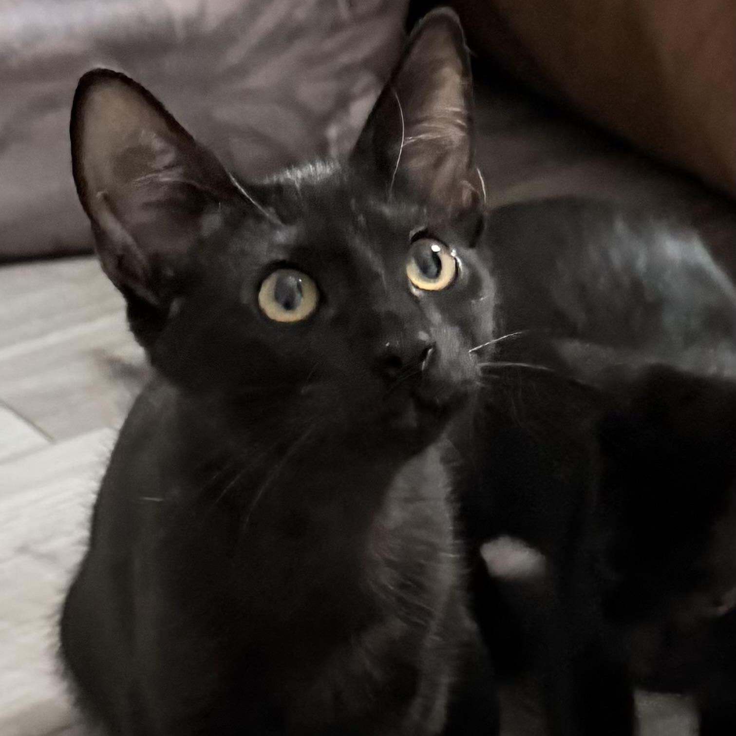Moscato, an adopted Domestic Short Hair in Beaufort, SC image 4/5