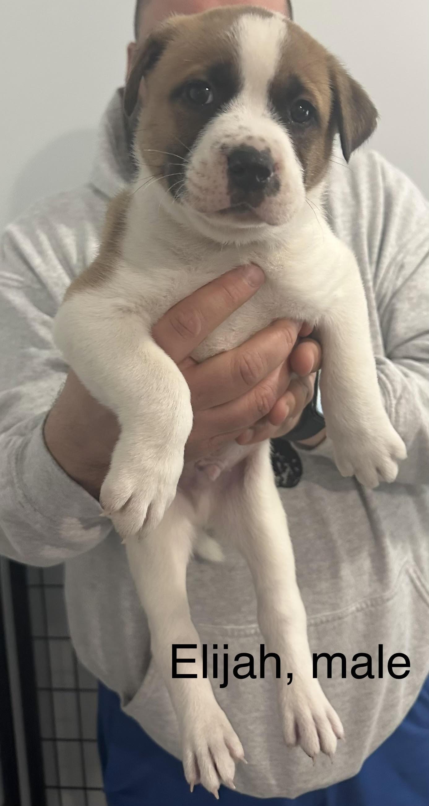 Enlarge Elijah, a ADOPTABLE mixed breed in Crown Point, IN image 3/6