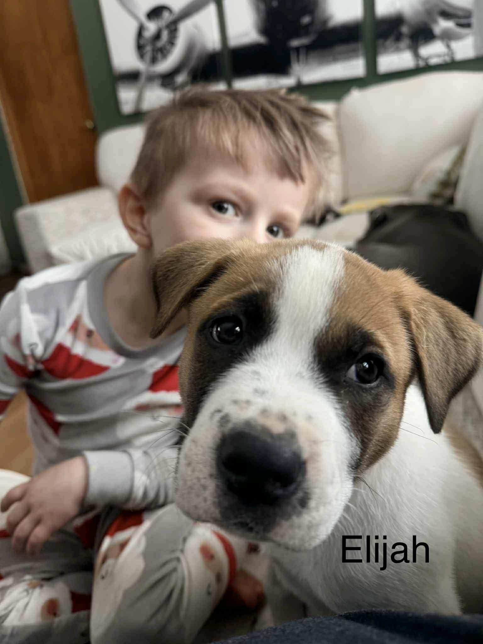 Enlarge Elijah, a ADOPTABLE mixed breed in Crown Point, IN image 2/6