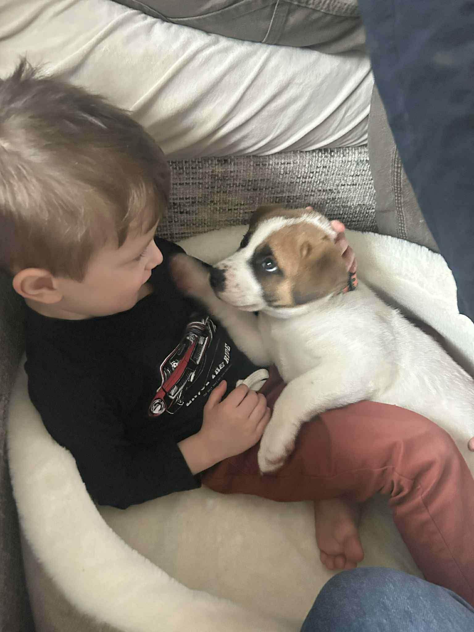 Enlarge Elijah, a ADOPTABLE mixed breed in Crown Point, IN image 4/6