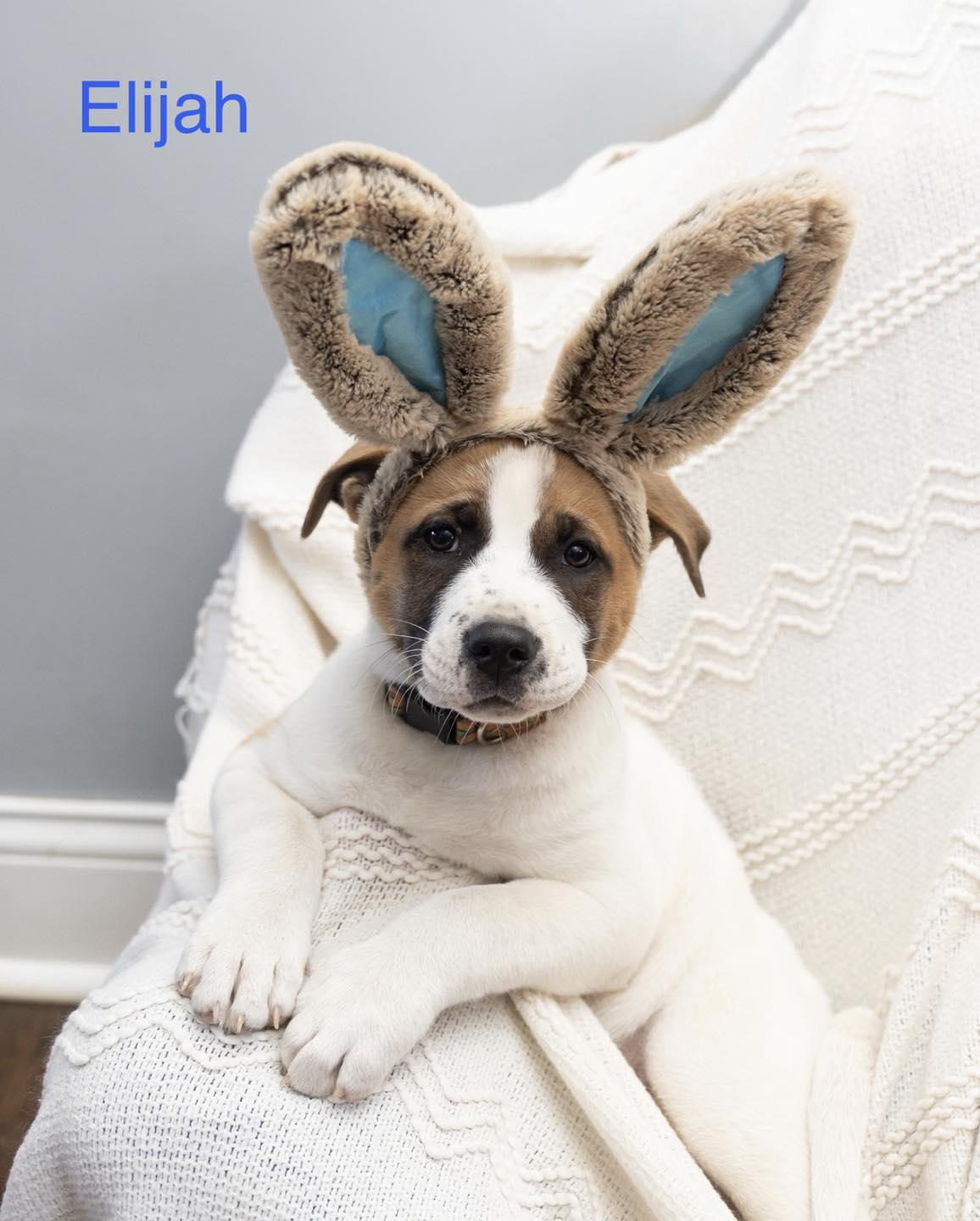 Enlarge Elijah, a ADOPTABLE mixed breed in Crown Point, IN image 1/6