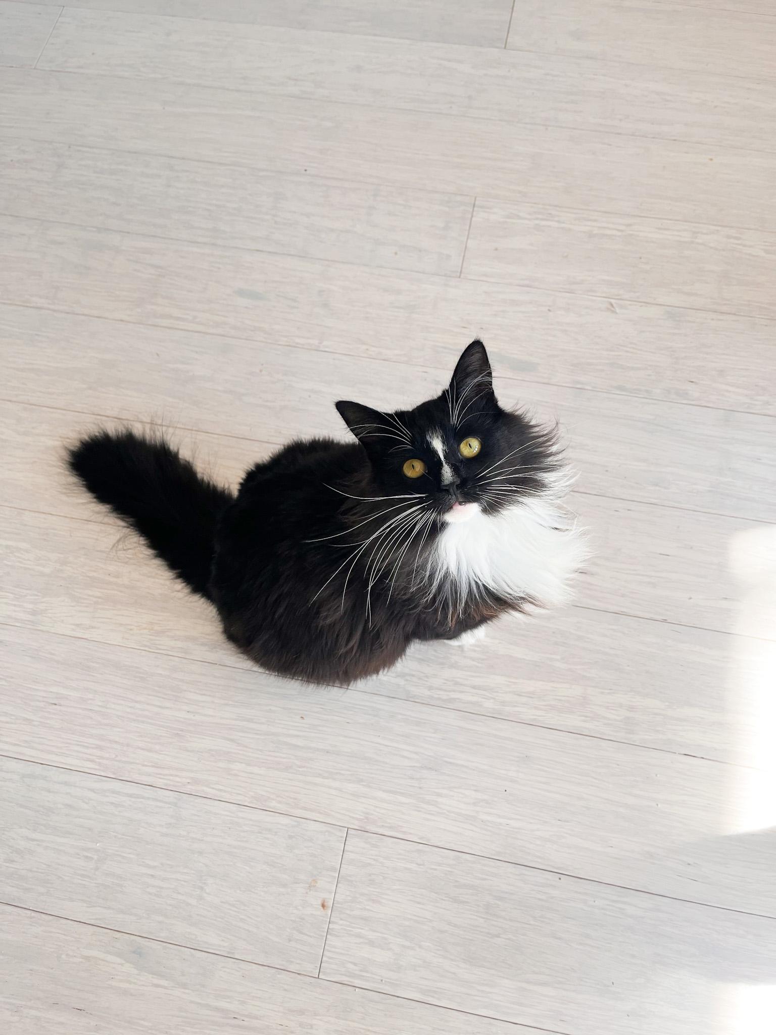 Dally - Short (Dust Bunny Shaped 🐰), Adoptable, Adult Female Domestic Long Hair.