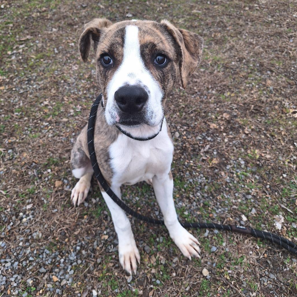 Enlarge CJ, a ADOPTABLE Mixed Breed in Cape Girardeau, MO image 2/2