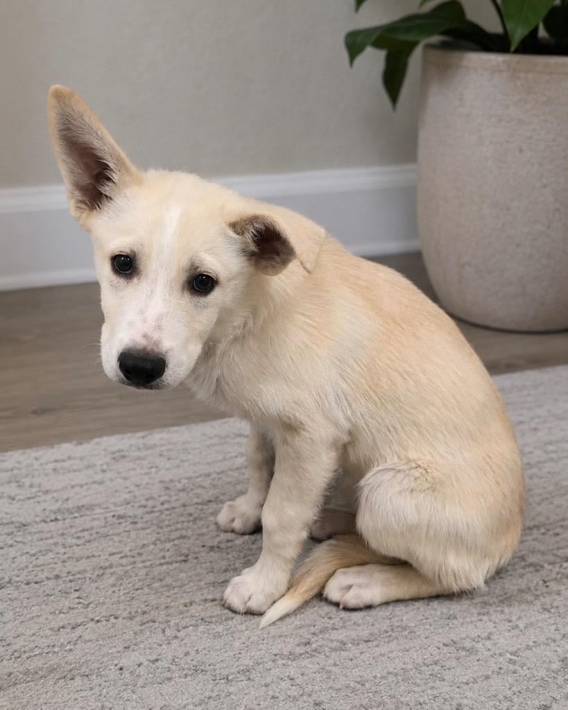 Belgium, Adoptable, Puppy Male Husky.