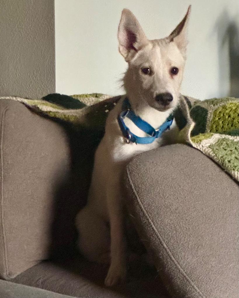 Enlarge Belgium, a Adoptable Husky in Reno, NV image 2/6