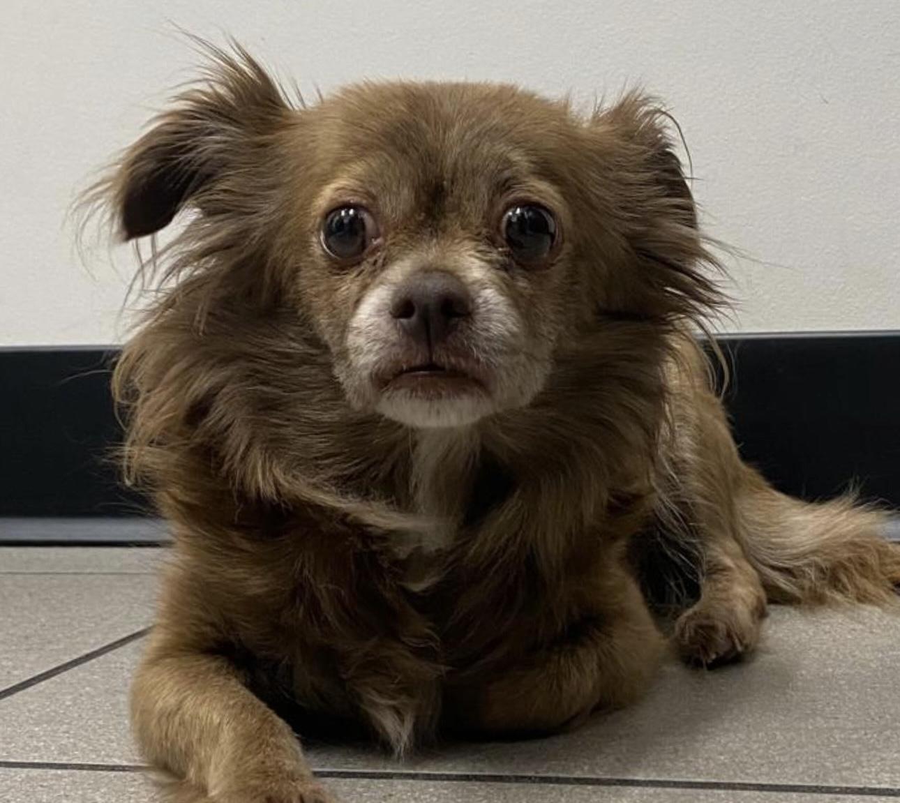 Enlarge ROSIE, a Adoptable mixed breed in SCOTTSDALE, AZ image 4/4