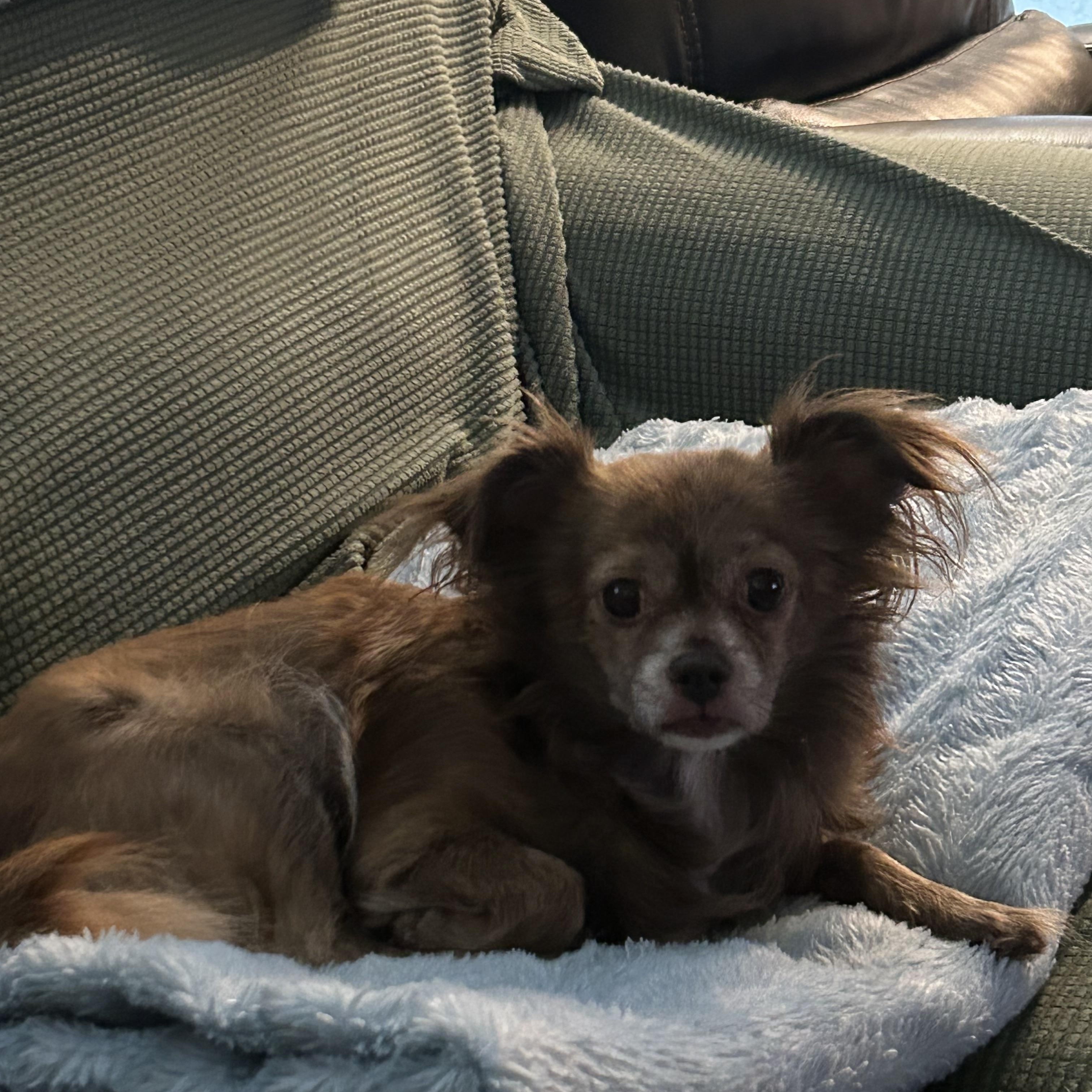 ROSIE, Adoptable, Adult Female Chihuahua & Shih Tzu.