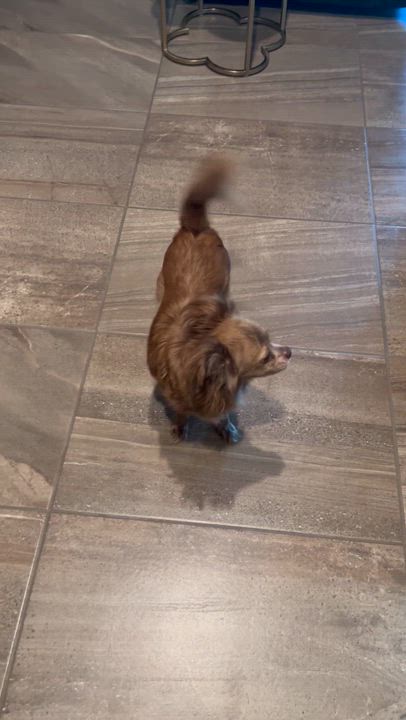 Enlarge ROSIE, a Adoptable mixed breed in SCOTTSDALE, AZ video 2/4