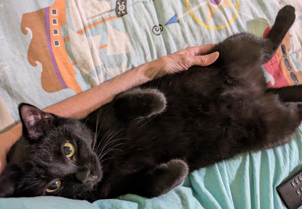 Natalia25F, Adoptable, Young Female Domestic Short Hair.