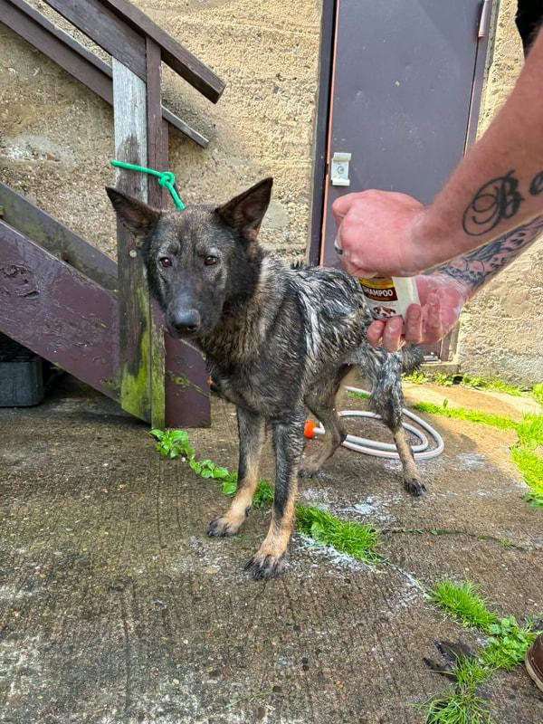 Enlarge NOVA, a ADOPTABLE German Shepherd Dog in Clairton, PA image 1/1