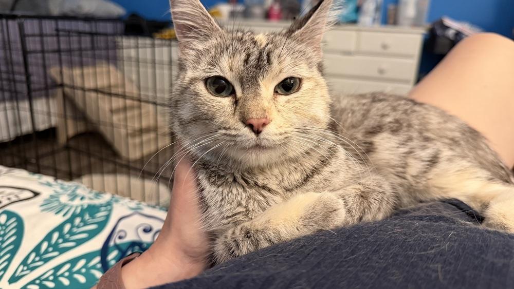 Duchess, Adoptable, Adult Female Calico.