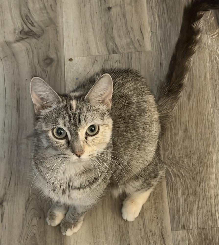 Enlarge Duchess, a Adoptable mixed breed in Mundelein, IL image 2/2