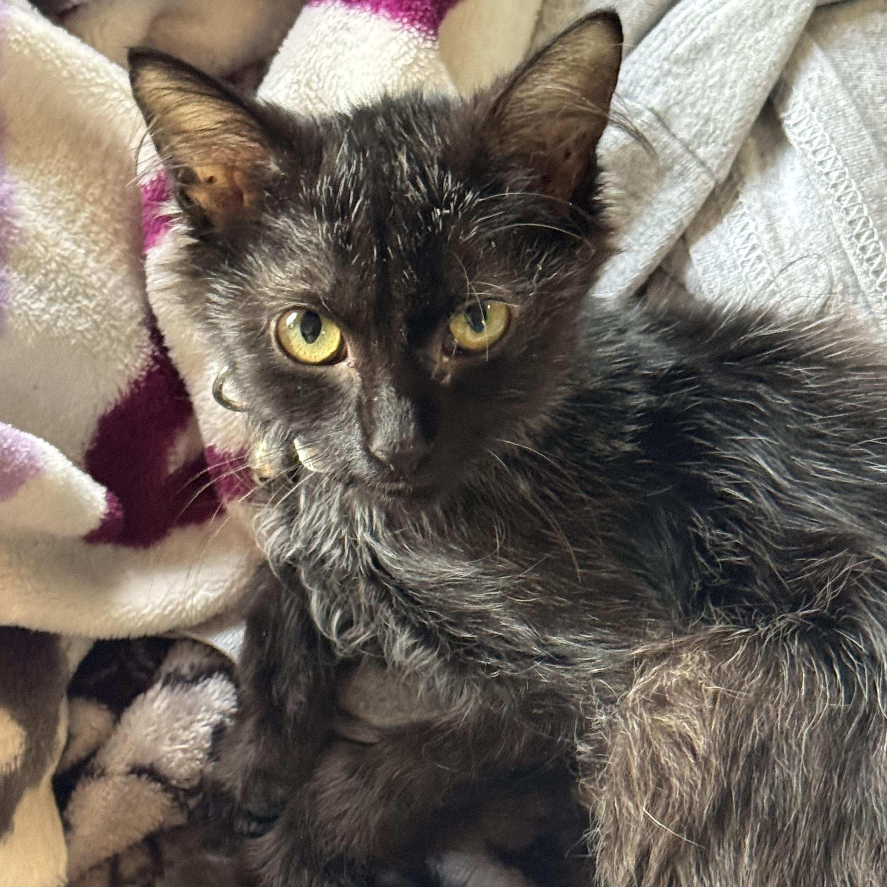 Coco, Adoptable, Kitten Female Lykoi & Domestic Long Hair.