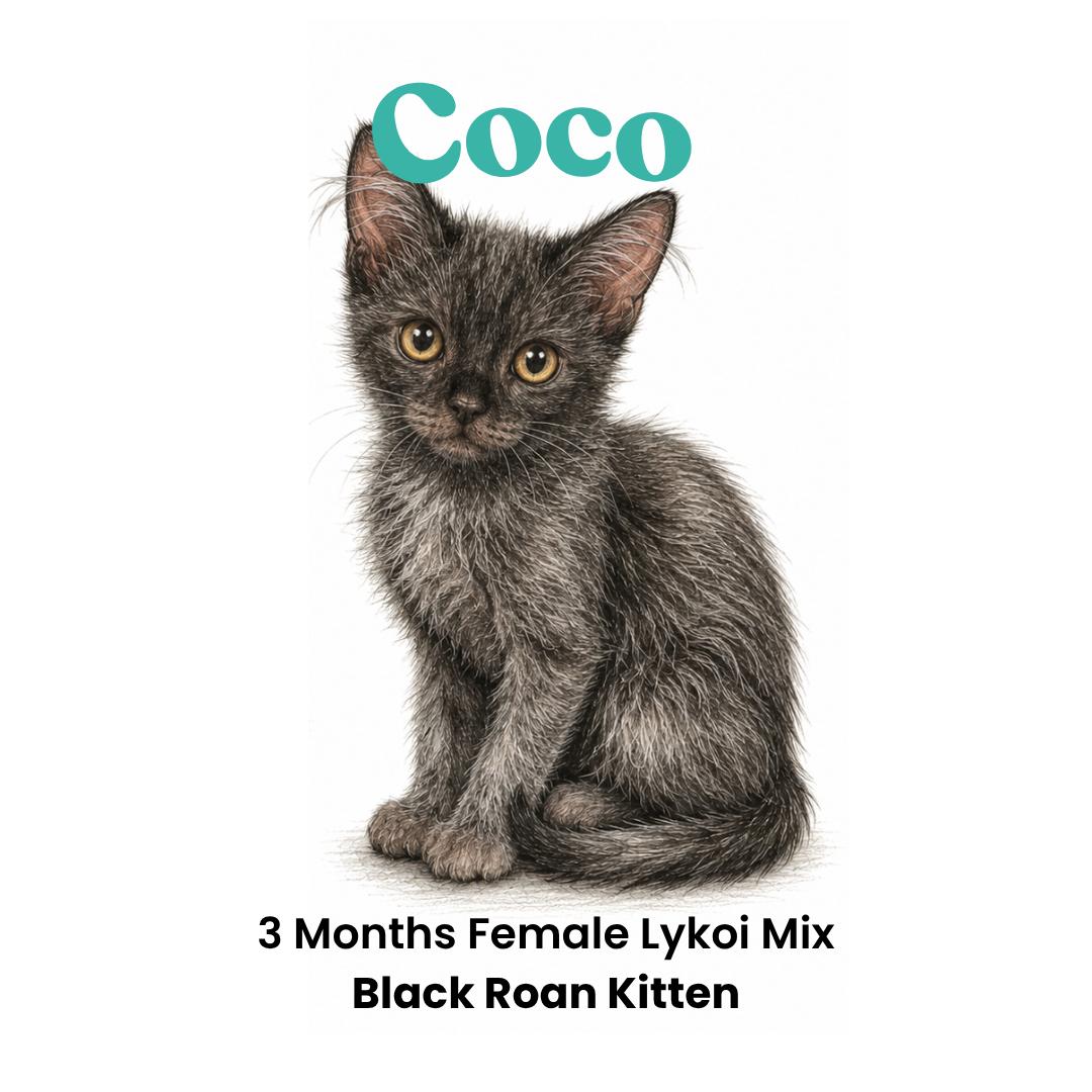 Enlarge Coco, a Adoptable mixed breed in Houston, TX image 2/6