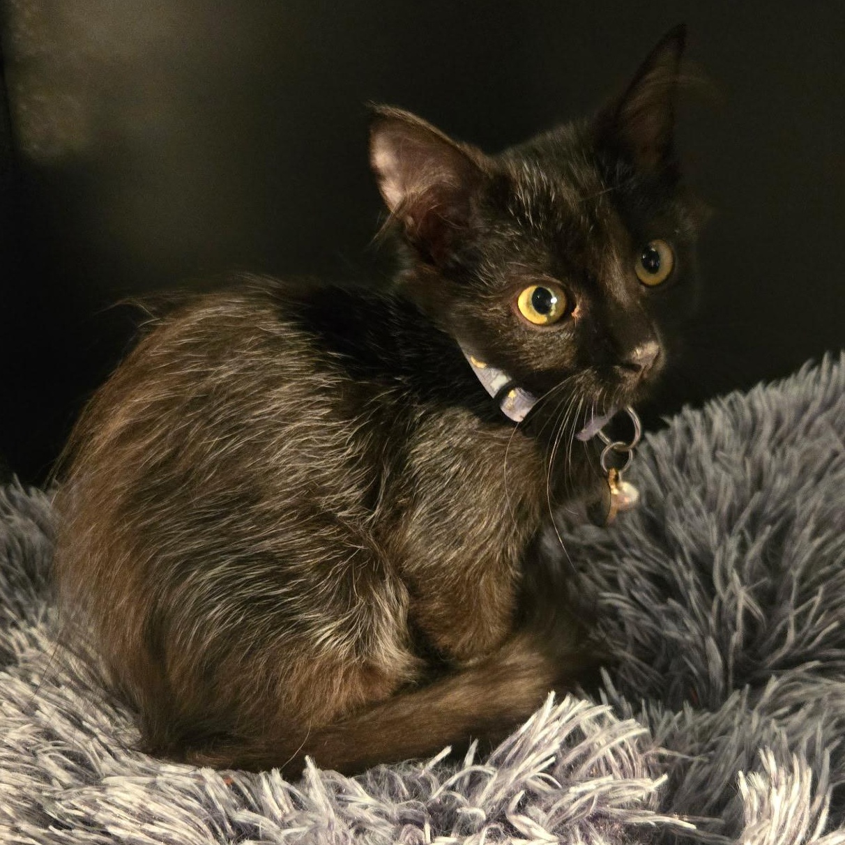 Enlarge Coco, a Adoptable mixed breed in Houston, TX image 4/6