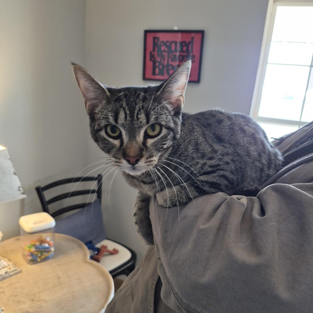 Enlarge Davis, a Adoptable Domestic Short Hair in Tanner, AL image 1/1