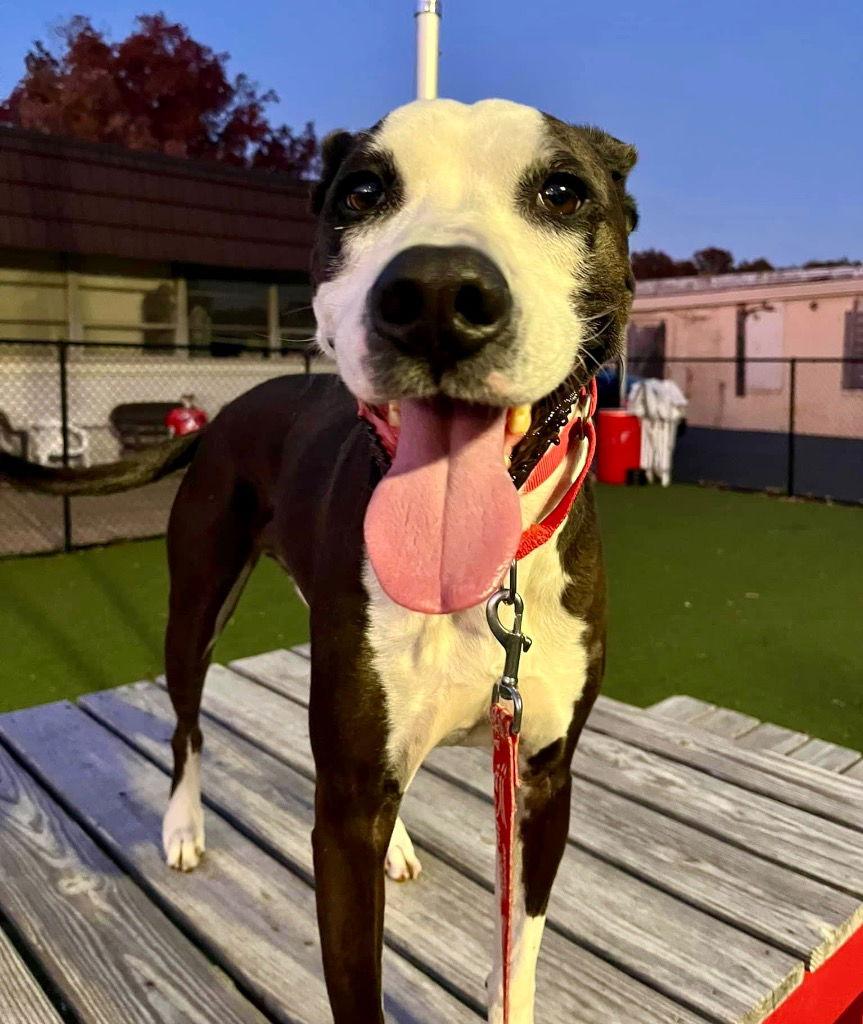 Pete, a Adoptable mixed breed in Bloomfield, CT image 1/3