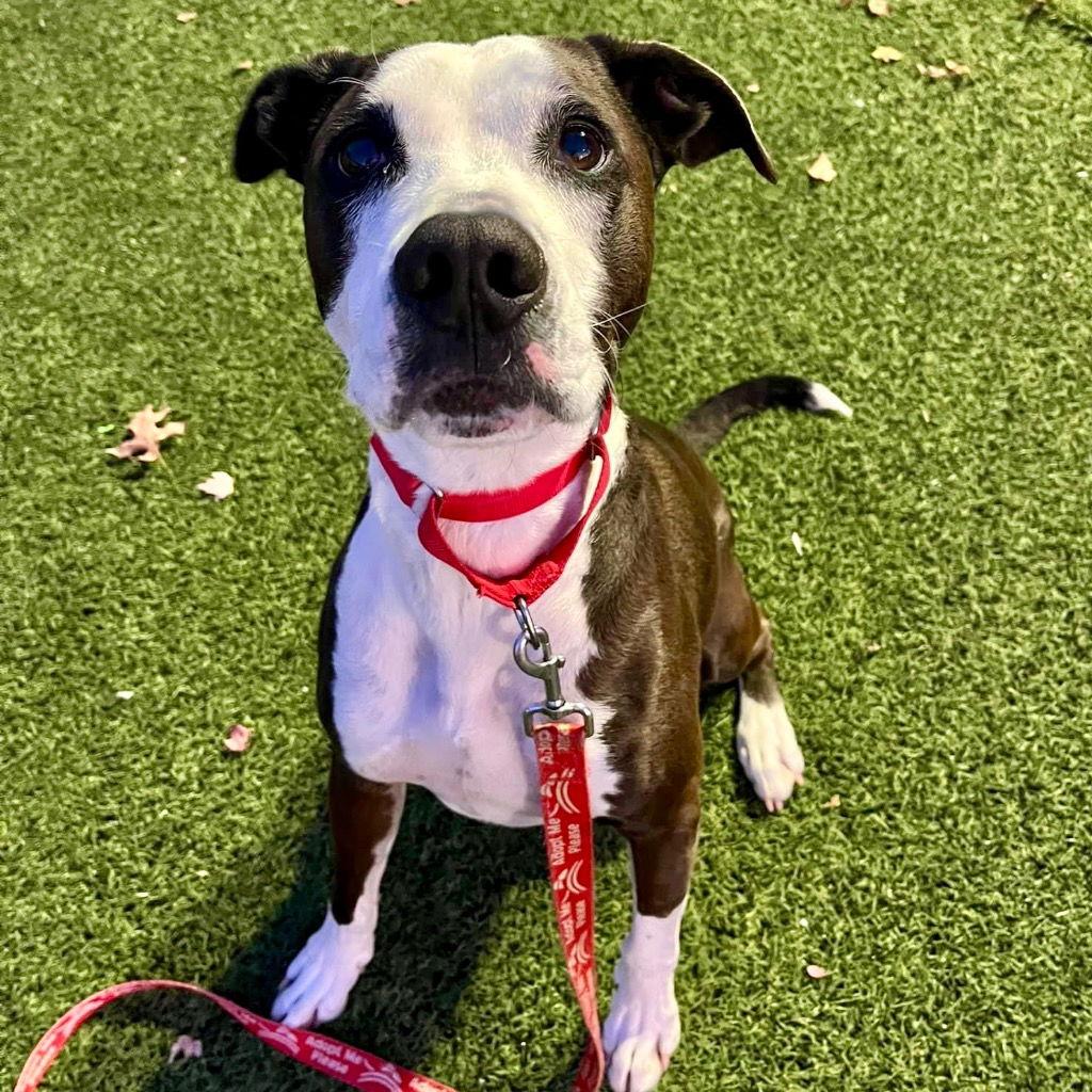 Pete, a Adoptable mixed breed in Bloomfield, CT image 2/3