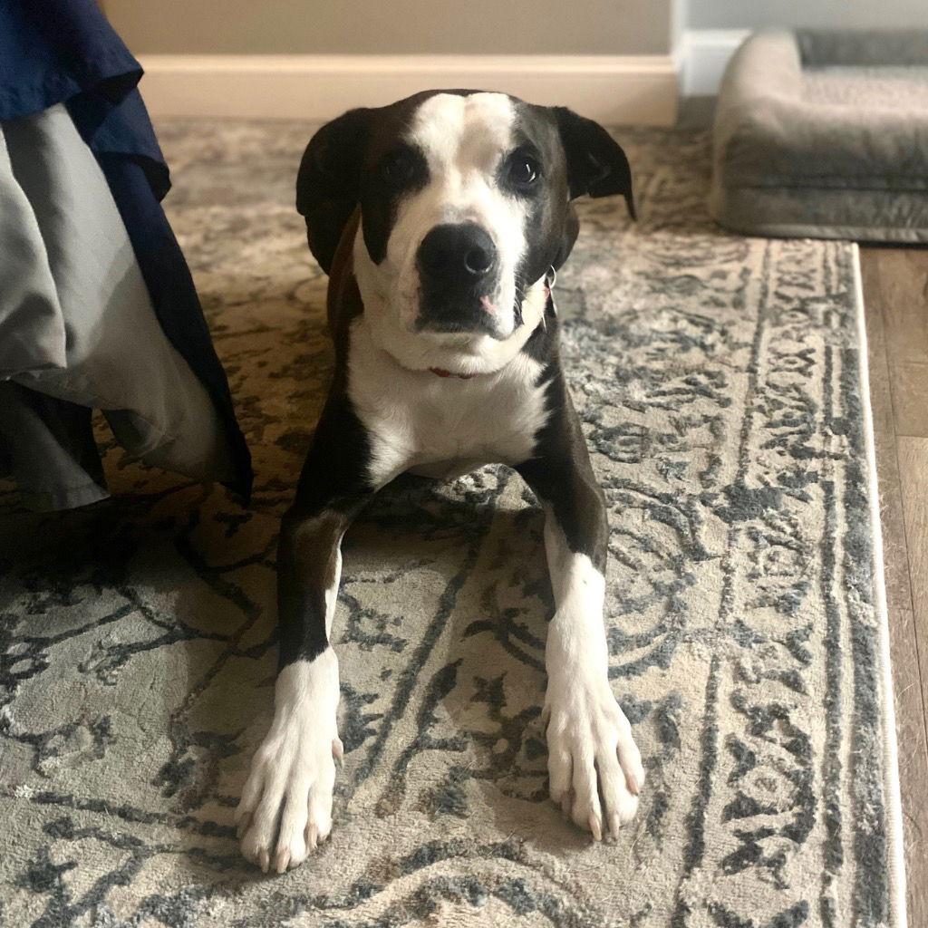 Pete, Adoptable, Adult Male Labrador Retriever & American Bulldog.