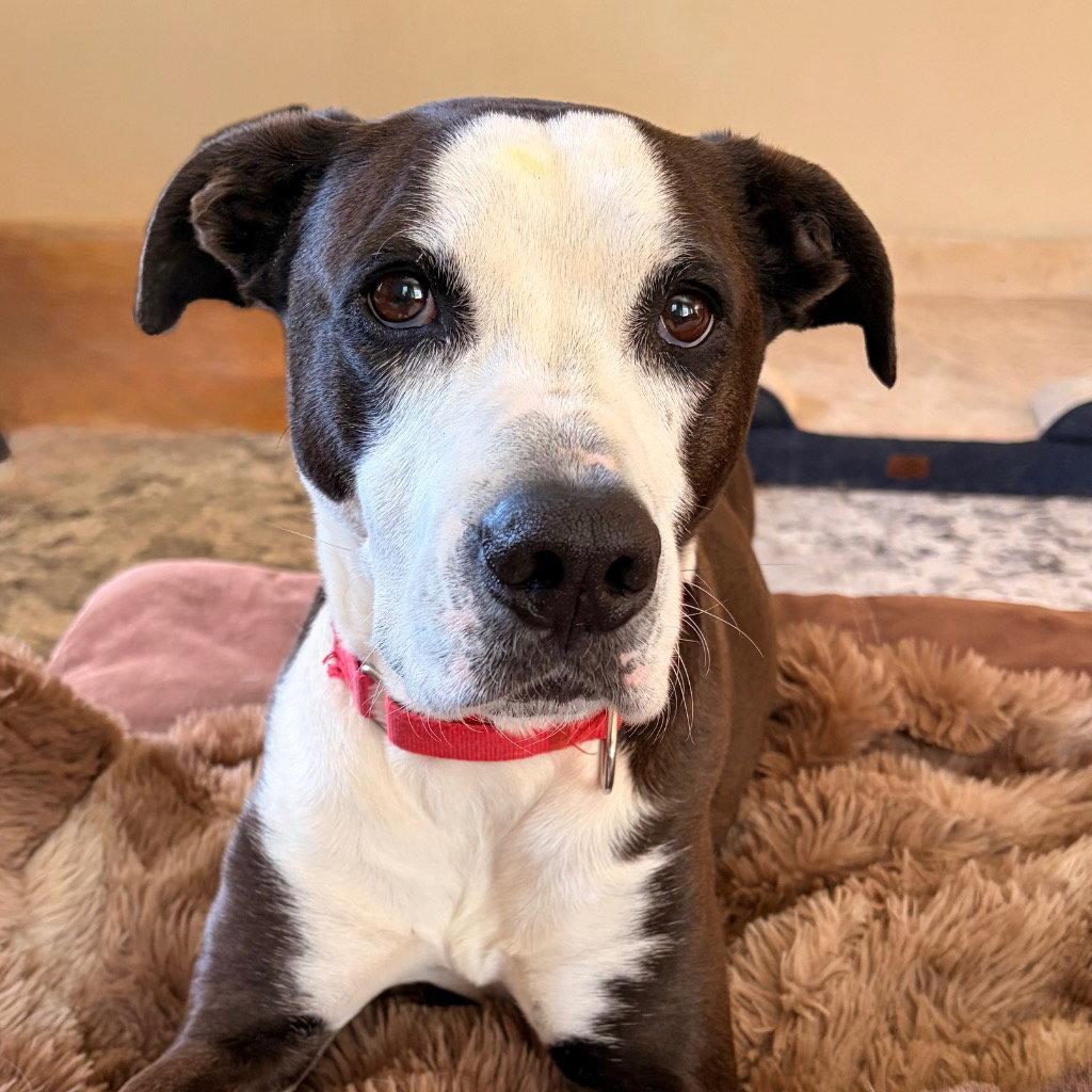 Enlarge Pete, a Adoptable mixed breed in Bloomfield, CT image 1/3