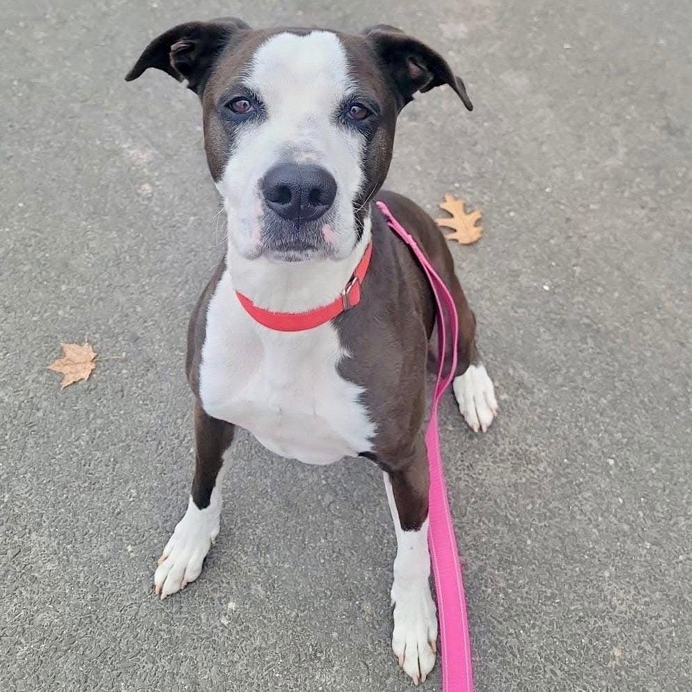 Pete, Adoptable, Adult Male Labrador Retriever & American Bulldog.