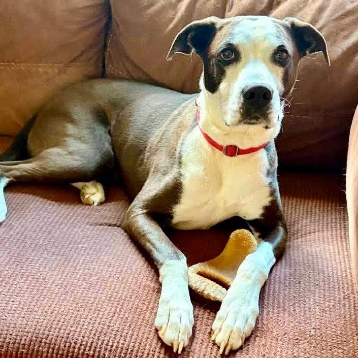 Enlarge Pete, a Adoptable mixed breed in Bloomfield, CT image 2/3