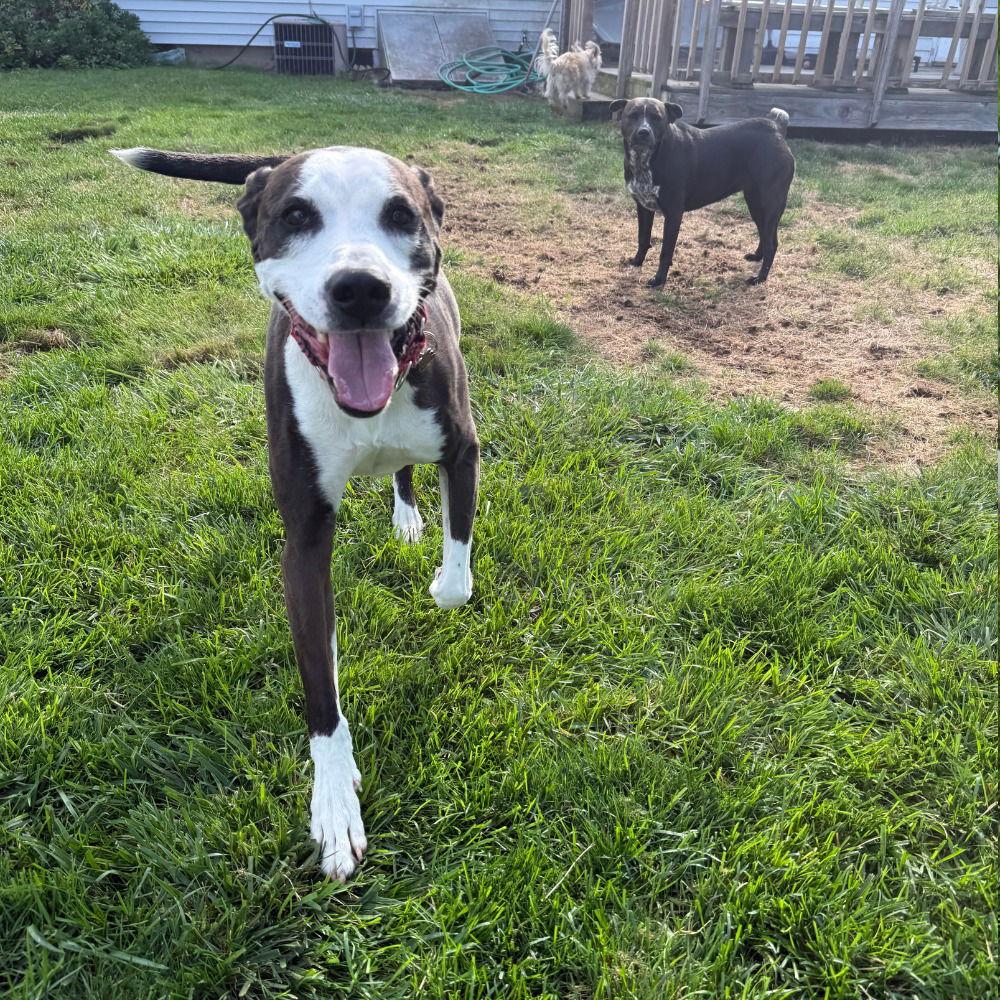 Enlarge Pete, a Adoptable mixed breed in Bloomfield, CT image 2/3