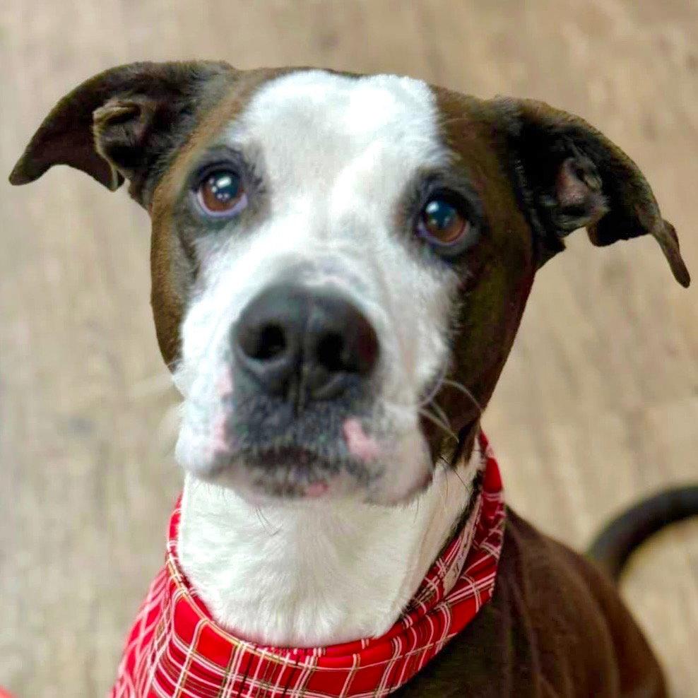 Pete, a Adoptable mixed breed in Bloomfield, CT image 3/3