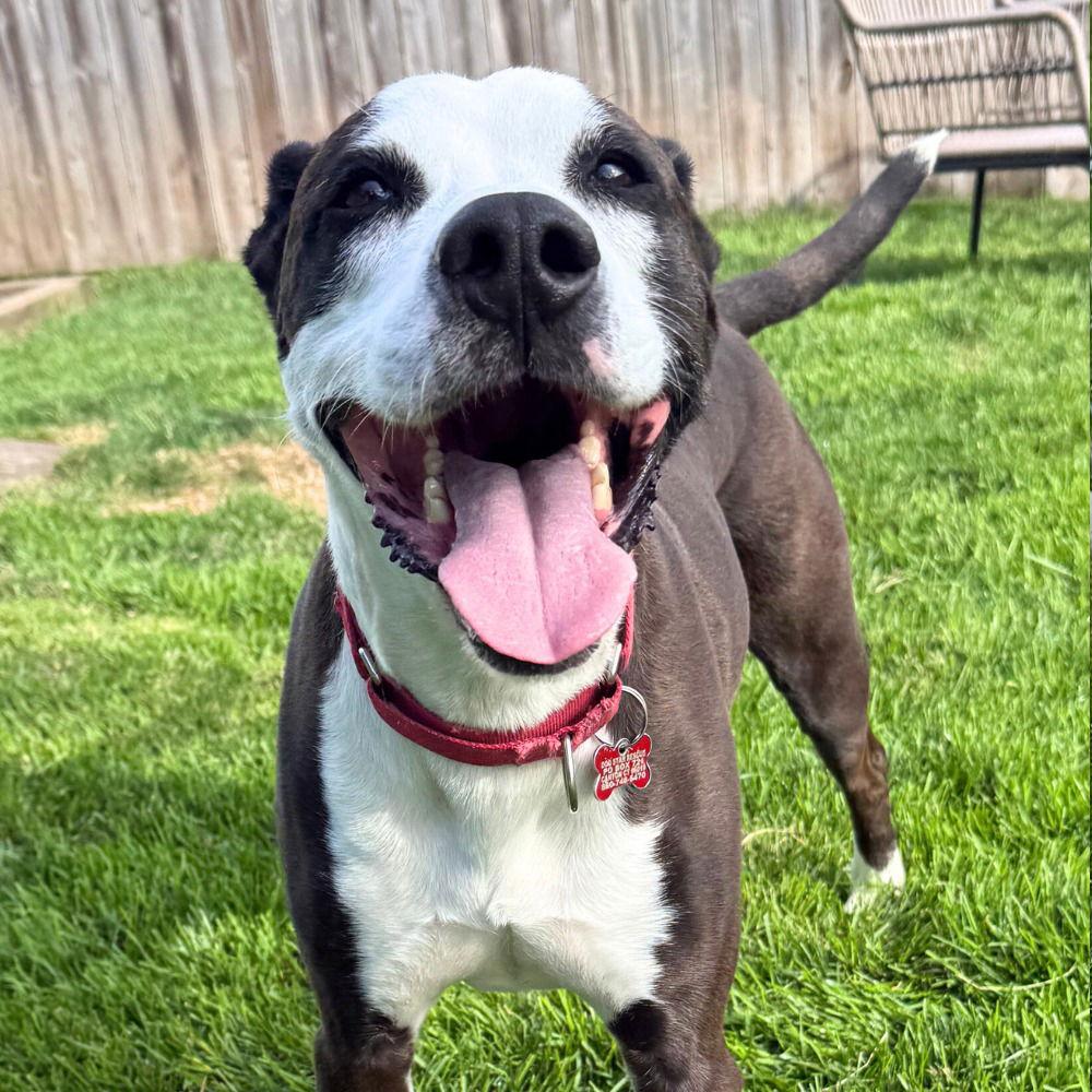Enlarge Pete, a Adoptable mixed breed in Bloomfield, CT image 3/3