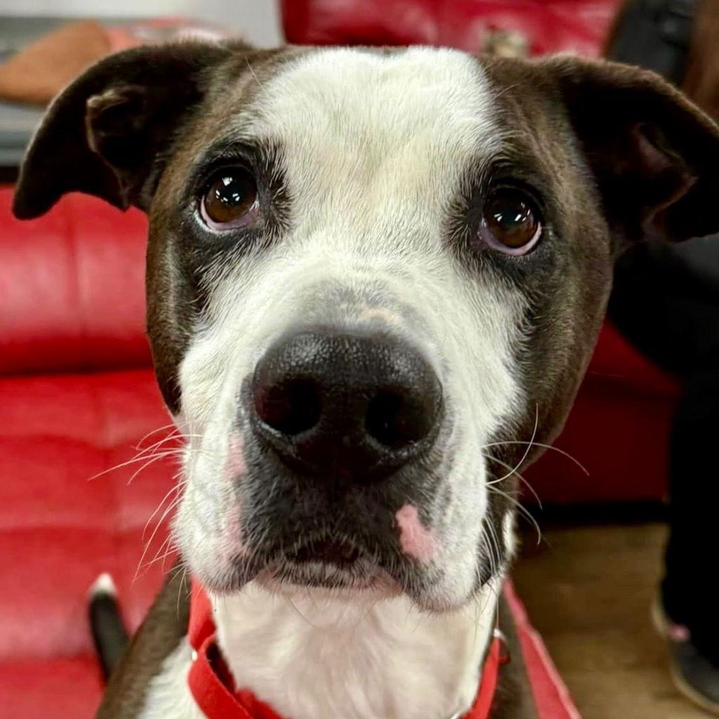 Pete, a Adoptable mixed breed in Bloomfield, CT image 3/3